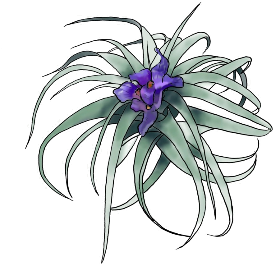 Clavel del Aire